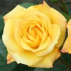 Rose 'Climbing Arthur Bell' -Yougarden Shop 530362