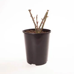 Rose 'Climbing Arthur Bell' -Yougarden Shop 530362 2