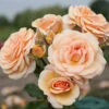 Rose 'Sweet Honey' -Yougarden Shop 530399