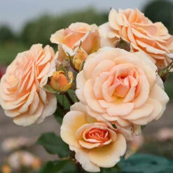 Rose 'Sweet Honey'
