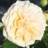 Rose 'Timeless Cream' 2 Rose 'Timeless Cream' -Yougarden Shop 530413