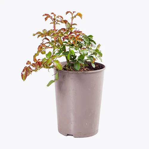 Rose 'Timeless Cream' 4 Rose 'Timeless Cream' - Image 2