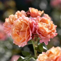 Rose 'Marie Curie' -Yougarden Shop 530434 2