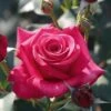 Rose 'Timeless Charisma' -Yougarden Shop 530469