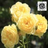ROTY 2021 Rose 'Belle De Jour' 1 ROTY 2021 Rose 'Belle De Jour' -Yougarden Shop 530478