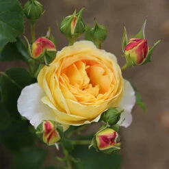 ROTY 2021 Rose 'Belle De Jour' -Yougarden Shop 530478 2