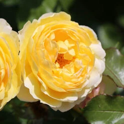 ROTY 2021 Rose 'Belle De Jour' -Yougarden Shop 530478 3
