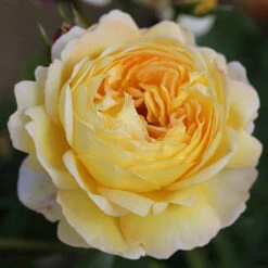 ROTY 2021 Rose 'Belle De Jour' -Yougarden Shop 530478 4