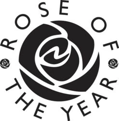 ROTY 2021 Rose 'Belle De Jour' -Yougarden Shop 530478 5