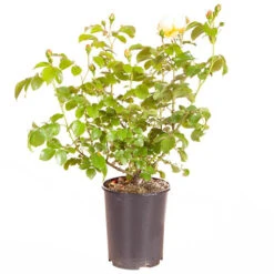 ROTY 2021 Rose 'Belle De Jour' -Yougarden Shop 530478 6