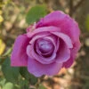 Rose 'Harry Edland'