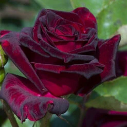 Rose 'Black Baccara'