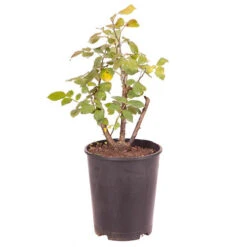 Rose 'Black Baccara' 7 Rose 'Black Baccara' -Yougarden Shop 530513 2