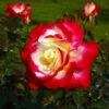 Rose 'Double Delight' -Yougarden Shop 530527