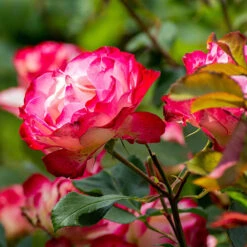Rose 'Double Delight' -Yougarden Shop 530527 2