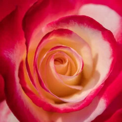 Rose 'Double Delight' -Yougarden Shop 530527 3