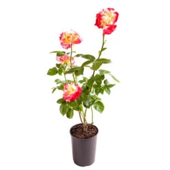 Rose 'Double Delight' -Yougarden Shop 530527 4