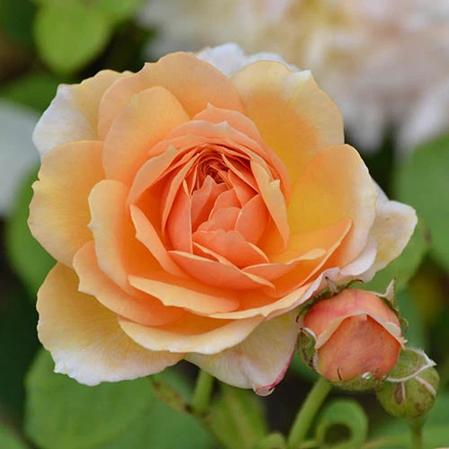 Rose 'Clair Renaissance' 3 Rose 'Clair Renaissance'