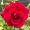 Rose The Prince's Trust -Yougarden Shop 530586