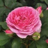 Rose 'Platinum Jubilee' -Yougarden Shop 530717