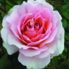 The Queen Elizabeth II Rose -Yougarden Shop 530718
