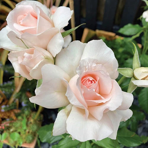 The Queen Elizabeth II Rose 4 The Queen Elizabeth II Rose - Image 2