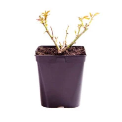 The Queen Elizabeth II Rose 7 The Queen Elizabeth II Rose -Yougarden Shop 530718 2