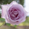 Rose 'Blue Moon' -Yougarden Shop 530723