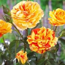 Rose Oranges And Lemons Papagena 9 Rose Oranges And Lemons Papagena -Yougarden Shop 530737 2