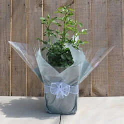 Rose Oranges And Lemons Papagena 11 Rose Oranges And Lemons Papagena -Yougarden Shop 530737 4