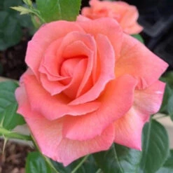 Rose Lady Marmalade ®