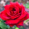 Rose Royal William -Yougarden Shop 530920