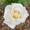 Rose Mary Berry 3L Potted -Yougarden Shop 531000
