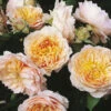 Rose Climbing Ginger Syllabub 2 Rose Climbing Ginger Syllabub -Yougarden Shop 531003