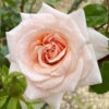 Rose Penny Lane -Yougarden Shop 531004
