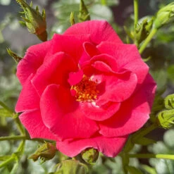 Rose Summer Sweetheart -Yougarden Shop 531005 2