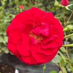Rose Summer Sweetheart -Yougarden Shop 531005 3