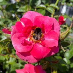 Rose Summer Sweetheart -Yougarden Shop 531005 4