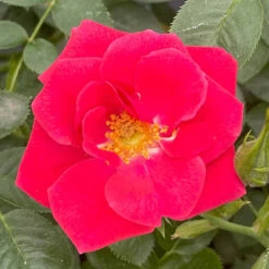 Rose Summer Sweetheart -Yougarden Shop 531005 5