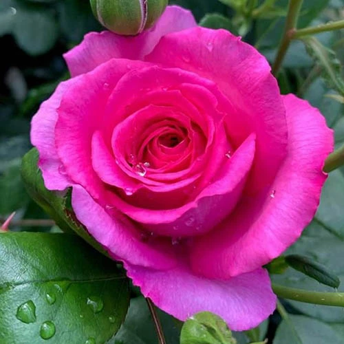 Rose Claire Marshall 3 Rose Claire Marshall