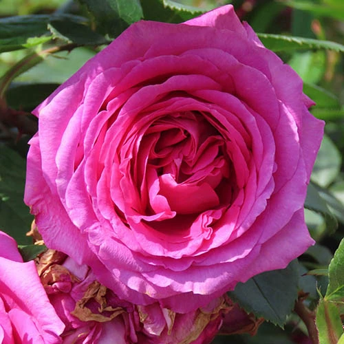 Rose Claire Marshall 4 Rose Claire Marshall - Image 2