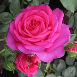 Rose Claire Marshall 9 Rose Claire Marshall -Yougarden Shop 531006 2