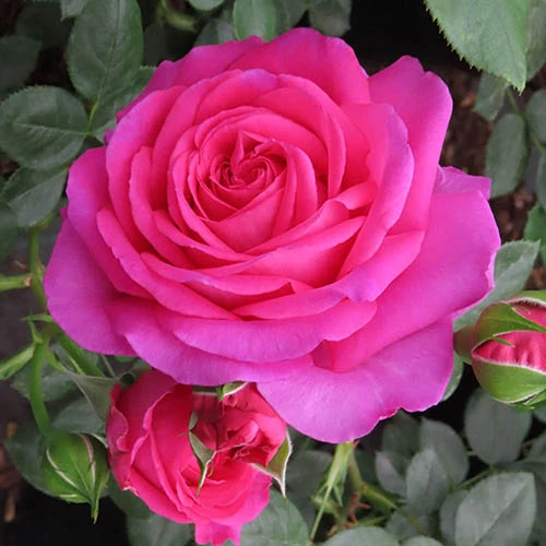 Rose Claire Marshall 5 Rose Claire Marshall - Image 3