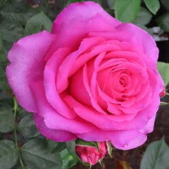 Rose Claire Marshall 10 Rose Claire Marshall -Yougarden Shop 531006 3