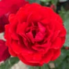 Rose Remembrance -Yougarden Shop 531008