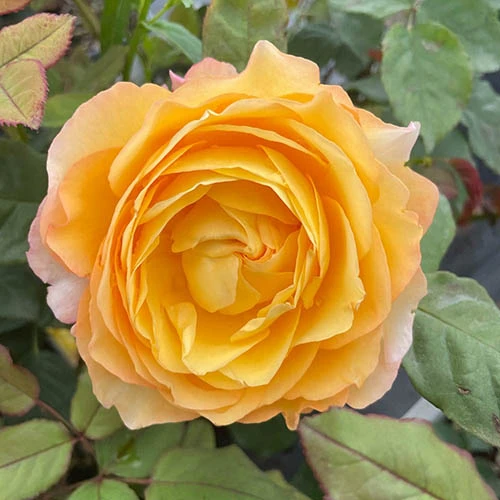 Rose Well Being 3 Rose Well Being