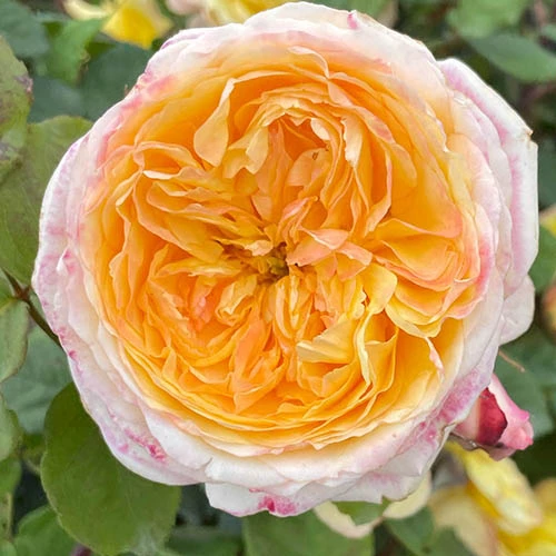 Rose Well Being 4 Rose Well Being - Image 2