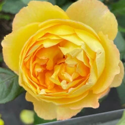 Rose Well Being 9 Rose Well Being -Yougarden Shop 531009 3