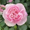 Rose Natasha Richardson -Yougarden Shop 531010