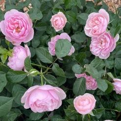 Rose Natasha Richardson -Yougarden Shop 531010 2